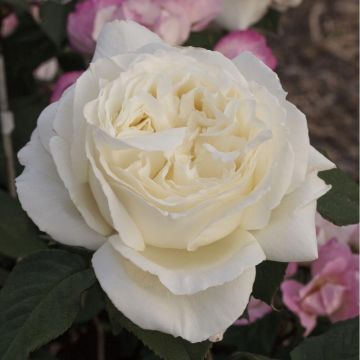 Rosa JEANNE MOREAU ® Meidiaphaz Rosa JEANNE MOREAU ® Meidiaphaz