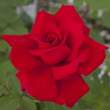 Rosa VICTOR HUGO ® Meivestal