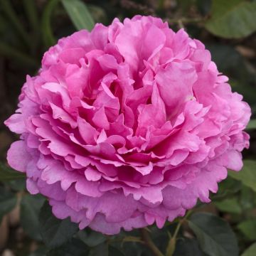 Rosa Yves Piaget ® Meivildo