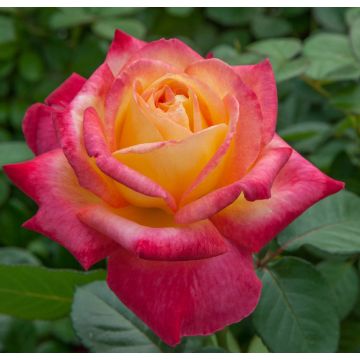 Rosa PULLMAN ORIENT EXPRESS ® Baipeace