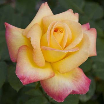 Rosa rampicante Oriental PEACE ® Baipeacesar