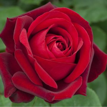 Rosa EDITH PIAF ® Meiramboys Rosa EDITH PIAF ® Meiramboys