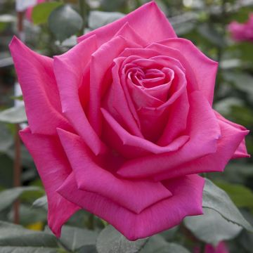 Rosa rampicante LOLITA LEMPICKA ® Meizincarosar