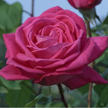 Rosa Lolita Lempicka ® Meizincaro
