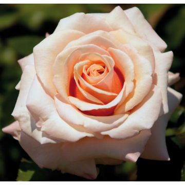 Rosa PAUL RICARD ® Meinivoz