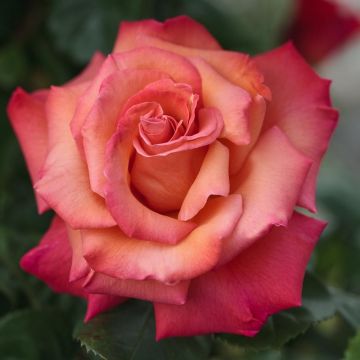 Rosa rampicante CRISTOFORO COLOMBO ® Meironssesar Rosa rampicante CRISTOFORO COLOMBO ® Meironssesar