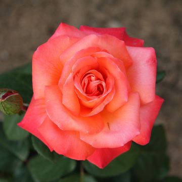 Rosa Cristoforo Colombo ® Meironsse Rosa Cristoforo Colombo ® Meironsse