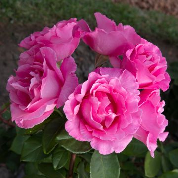 Rosa The Mc Cartney Rose ® Meizeli