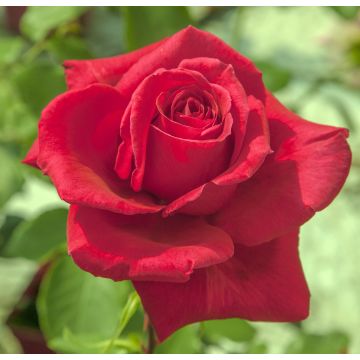 Rosier JACQUES PREVERT ® Meimouslin Rosier JACQUES PREVERT ® Meimouslin