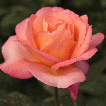Rosa Jazz Festival ® Meizizany