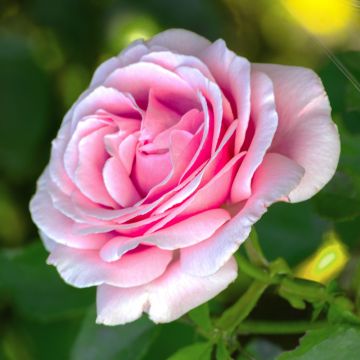 Rosa Frederic Mistral ® Meitebros