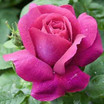 Rosa CAPRICE DE MEILLAND ® Meisionver Rosa CAPRICE DE MEILLAND ® Meisionver