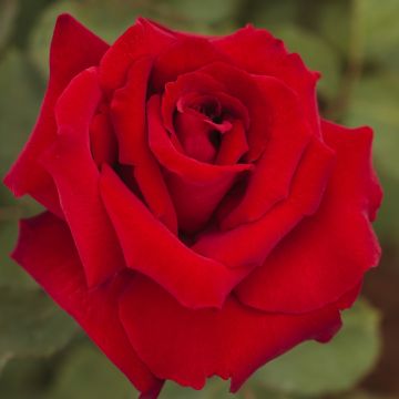 Rosier Tige Tequila ® Meipomolo