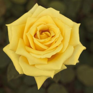 Rosa Golden PERFUMELLA ® Meifazeda