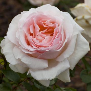 Rosa Andre Le Nôtre ® Meiceppus