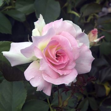 Rosa Charles Aznavour ® Meibeausai Rosa Charles Aznavour ® Meibeausai
