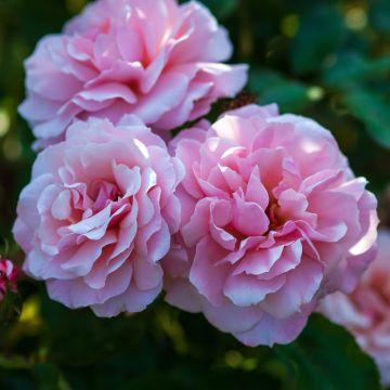 Rosa Botticelli ® Meisylpho