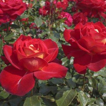 Rosa bicolore Gypsy Rosa bicolore Gypsy