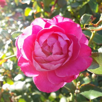 Rosier Manou Meilland ® Meitulimon Rosier Manou Meilland ® Meitulimon