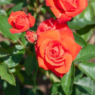 Rosier Orange Sensation Rosier Orange Sensation