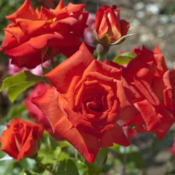 Rosaio Rusticana ® Poppy Flash Rosaio Rusticana ® Poppy Flash