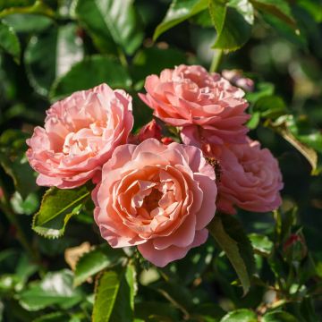 Rosa Marie Curie ® Meilomit