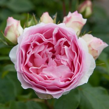 Rosa SOPHIA ROMANTICA ® Meisselpier
