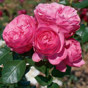 Rosier tige LEONARDO DA VINCI ® Meideauri, détail des fleurs Rosier tige LEONARDO DA VINCI ® Meideauri, détail des fleurs