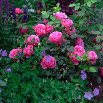 Rosa Leonardo da Vinci ® Meideauri