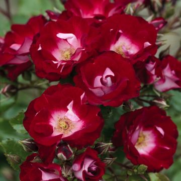 Rosa LOVITA ® II Meimasula Rosa LOVITA ® II Meimasula