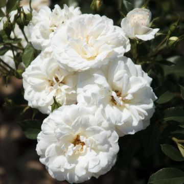 Rosa CARTE BLANCHE ® Meibarum