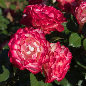 Rosa Jubilé du Prince de Monaco ® Meisponge