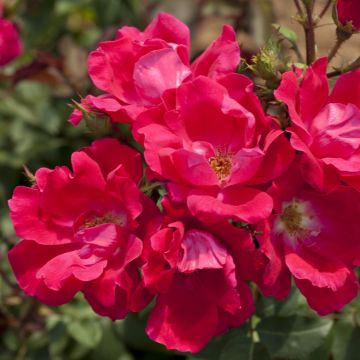 Rosa ad alberello KNOCK OUT ® Radrazz - 120/150 cm Fiori Raggruppati