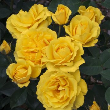 Rosa Carte d'Or ® Meidresia Rosa Carte d'Or ® Meidresia