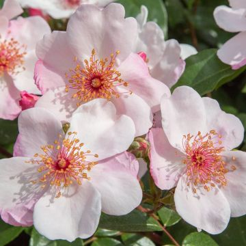 Rosa Astronomia ® Meiguimov