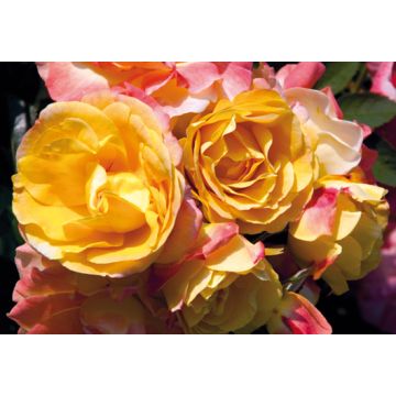 Rosa Tzigane ® Meimucho