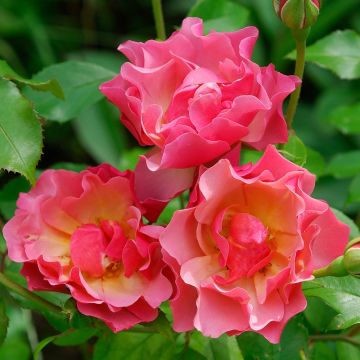 Rosa JEAN COCTEAU ®  Meikokan (CHARLESTON ®)