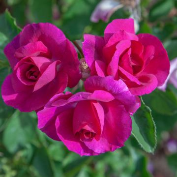 Rosier BLUE BELL ® Meimindefer