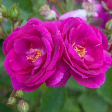 Rosier demi-tige BLUEBELL ® Meimindefer Rosier demi-tige BLUEBELL ® Meimindefer
