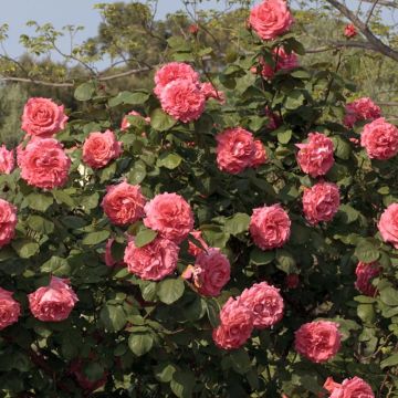 Rosa rampicante Dee Dee ® Meitandar