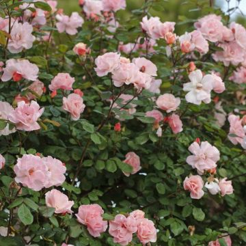 Rosier Grimpant CLAIR MATIN ® Meimont Rosier Grimpant CLAIR MATIN ® Meimont