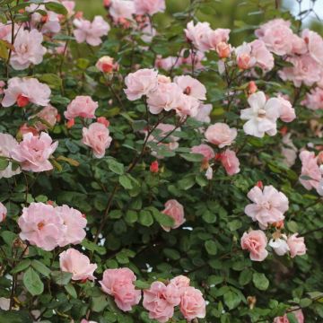 Rosa rampicante CLAIR MATIN ® Meimont