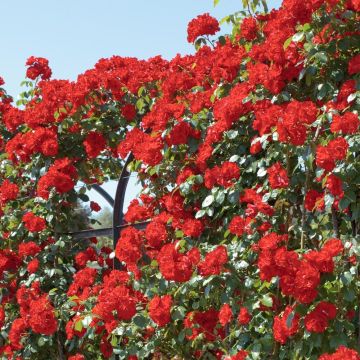 Rosa rampicante La Sevillana ® Meigekanusar