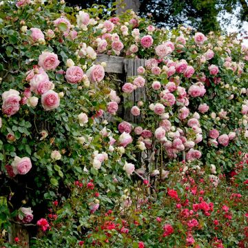 Rosier Grimpant PIERRE DE RONSARD ® Meiviolin