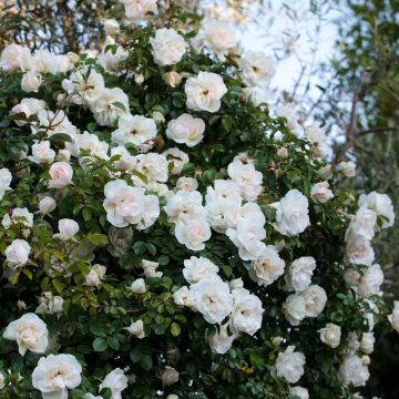 Rosier Grimpant Looping ® Meibeljenb