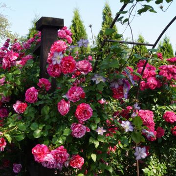 Rosa rampicante Ines Sastre ® Meiteratol
