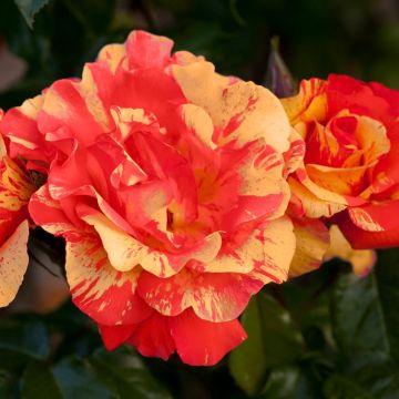 Rosa rampicante Sorbet Fruité ® Meihestries