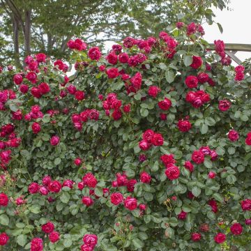 Rosa rampicante ERIC TABARLY Meidrason