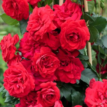 Rosa rampicante Negresco ® Meigrappo