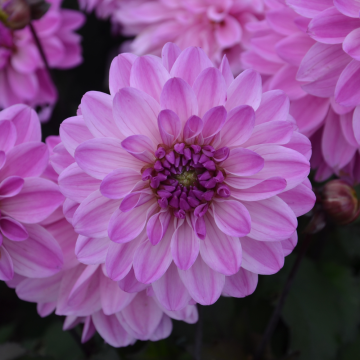 Dahlia nain double Charming Lady Dahlia nain double Charming Lady